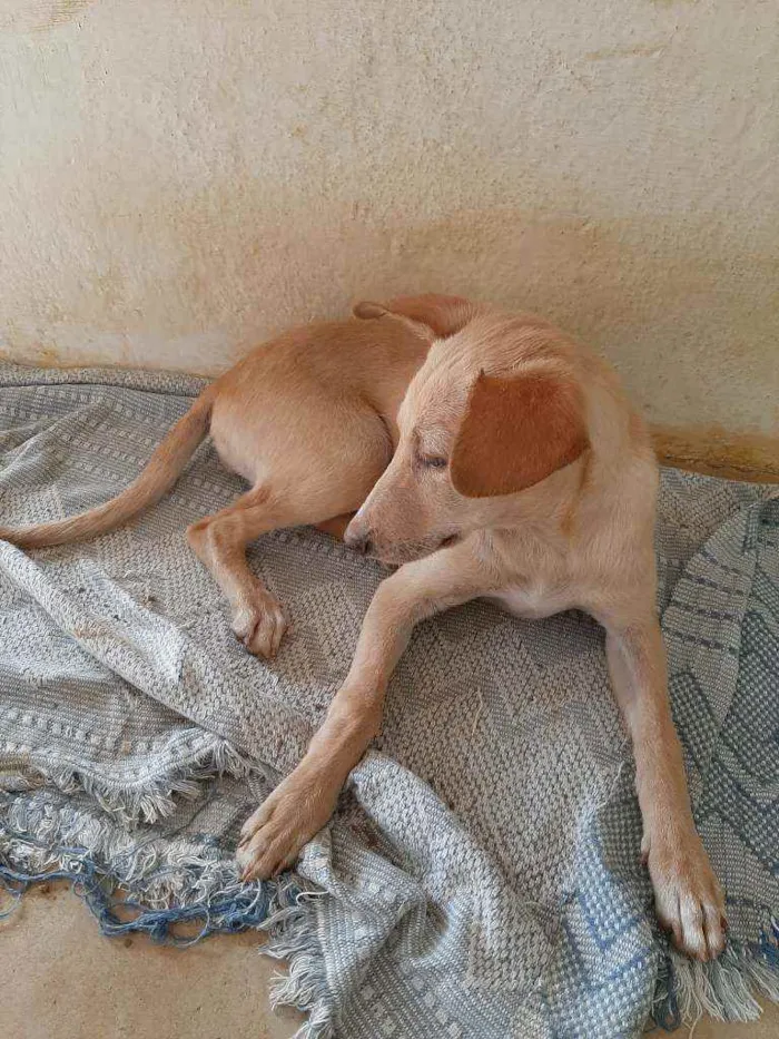 Cachorro ra a Sem raça definida  idade 7 a 11 meses nome Berenisse