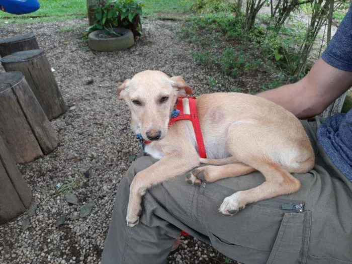 Cachorro ra a Sem raça definida  idade 7 a 11 meses nome Berenisse