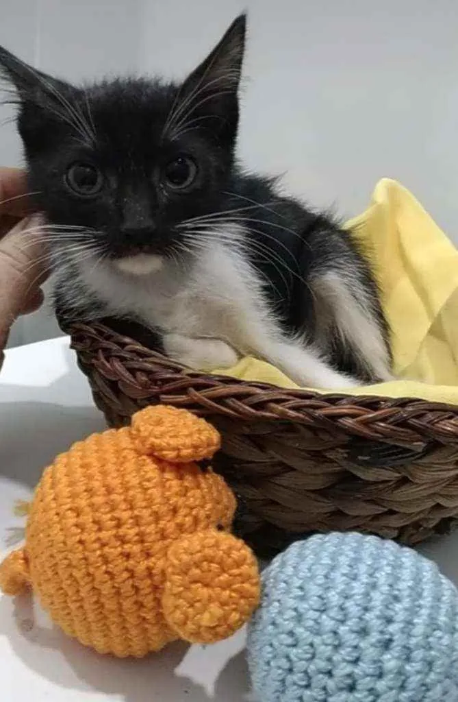 Gato ra a Srd idade 2 a 6 meses nome Pepe