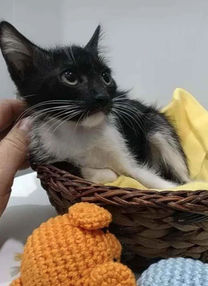 Gato ra a Srd idade 2 a 6 meses nome Pepe