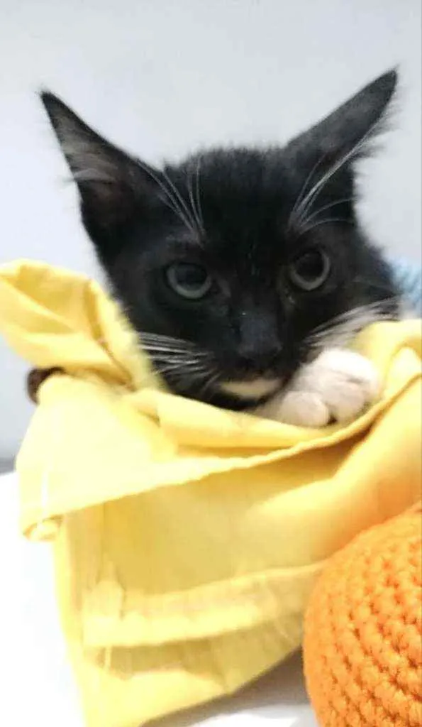 Gato ra a Srd idade 2 a 6 meses nome Pepe