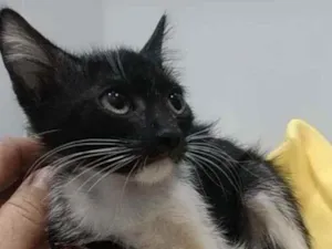 Gato raça Srd idade 2 a 6 meses nome Pepe