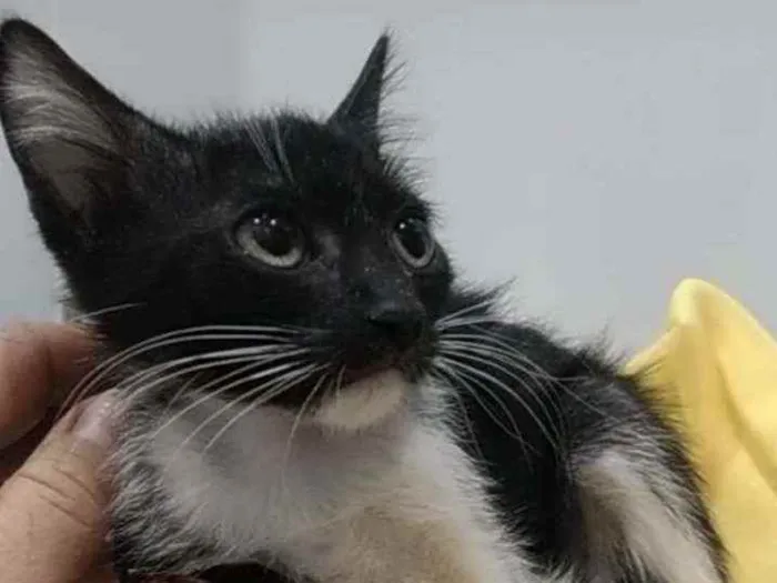 Gato ra a Srd idade 2 a 6 meses nome Pepe