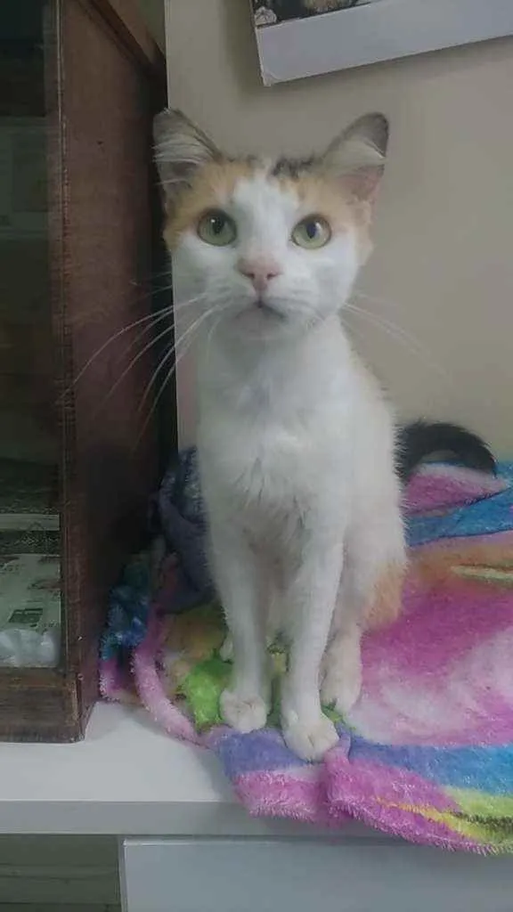 Gato ra a Srd idade 7 a 11 meses nome Milla