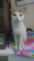 Milla