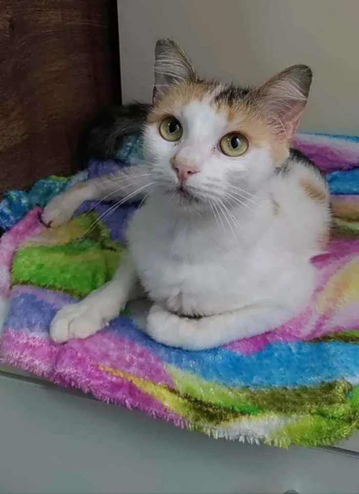 Gato ra a Srd idade 7 a 11 meses nome Milla