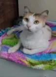 Milla