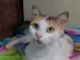 Milla