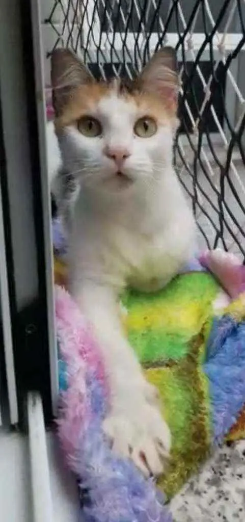 Gato ra a Srd idade 7 a 11 meses nome Milla