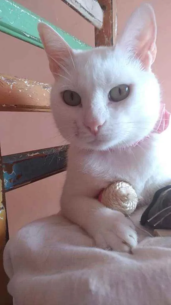 Gato ra a Srd idade 1 ano nome Keysha