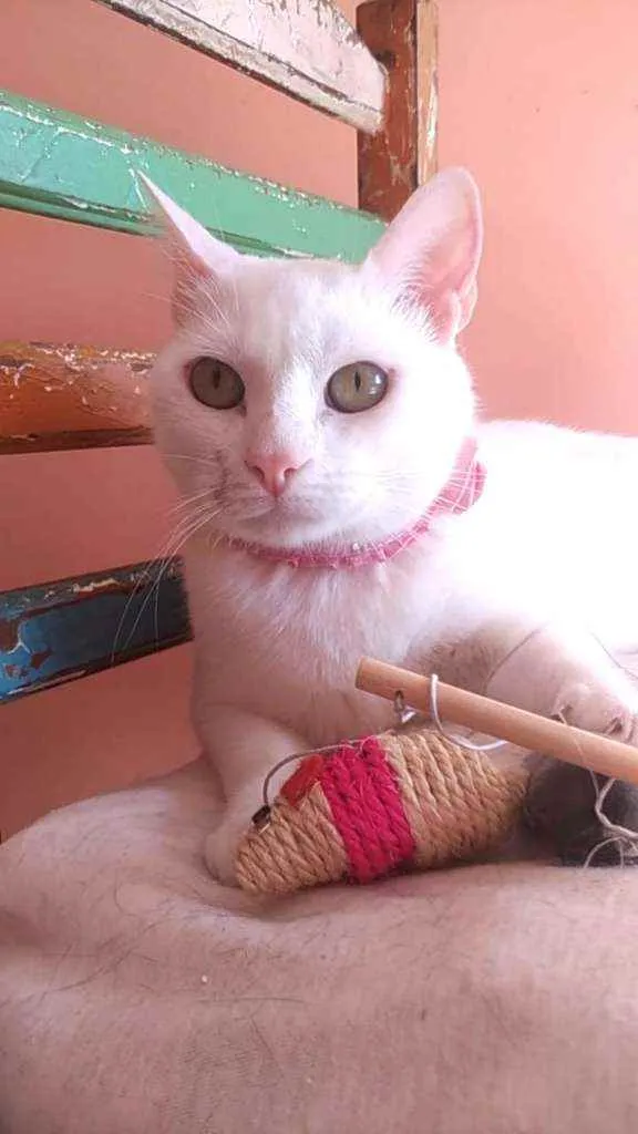 Gato ra a Srd idade 1 ano nome Keysha