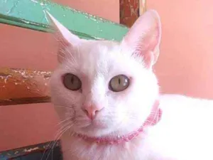 Gato raça Srd idade 1 ano nome Keysha
