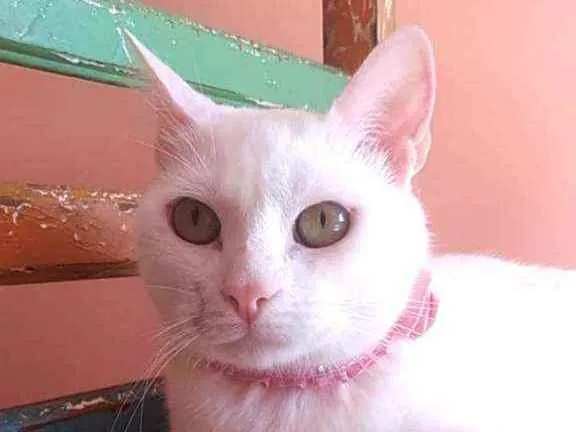 Gato ra a Srd idade 1 ano nome Keysha