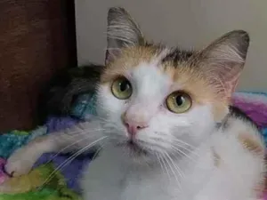 Gato raça Srd idade 7 a 11 meses nome Milla