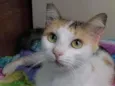 Milla