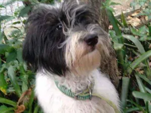 Cachorro raça Poodle idade 2 anos nome Biduzinho