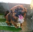 Cachorro raça  idade 3 anos nome Duque 