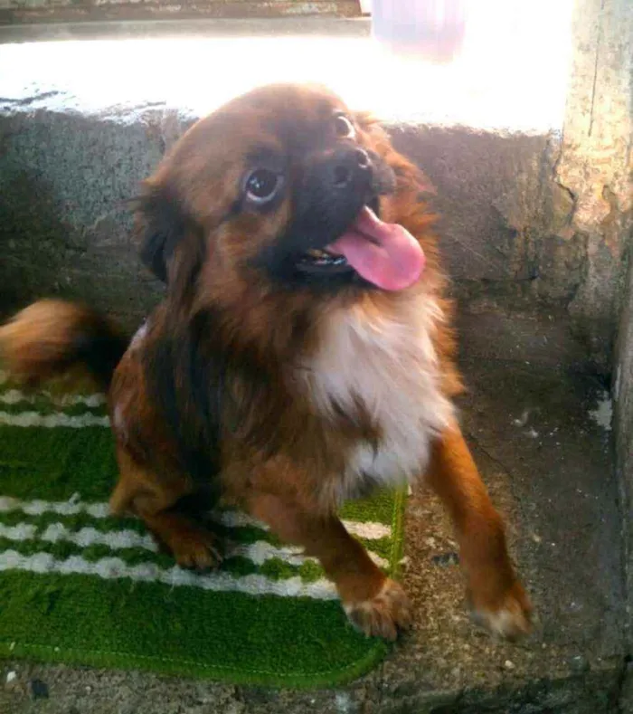 Cachorro raça  idade 3 anos nome Duque 