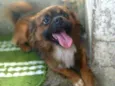 Cachorro raça  idade 3 anos nome Duque 