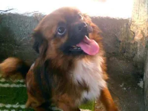 Cachorro raça  idade 3 anos nome Duque 