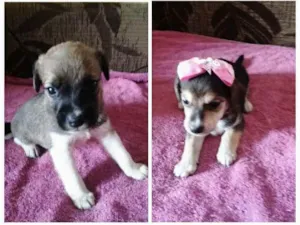 Cachorro raça Vira lata ( normal) idade Abaixo de 2 meses nome Maylon e Lola