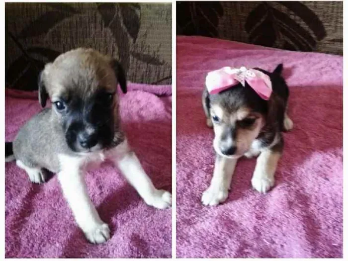 Cachorro ra a Vira lata ( normal) idade Abaixo de 2 meses nome Maylon e Lola