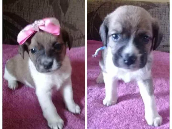 Cachorro ra a Vira lata (normal) idade Abaixo de 2 meses nome Saymon e Leka