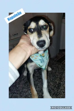Cachorro raça SRD-ViraLata idade 2 a 6 meses nome NAPOLEÃO