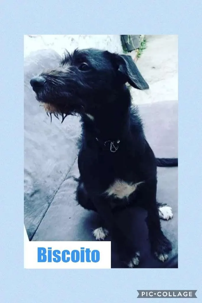 Cachorro ra a SRD-ViraLata idade 1 ano nome BISCOITO