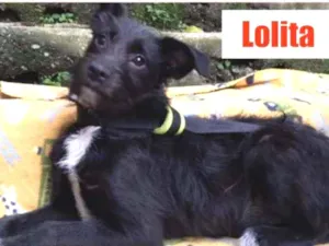 Cachorro raça SRD-ViraLata idade 2 a 6 meses nome lolita