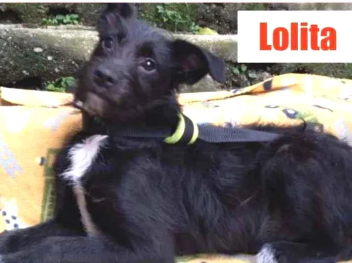 Cachorro ra a SRD-ViraLata idade 2 a 6 meses nome lolita