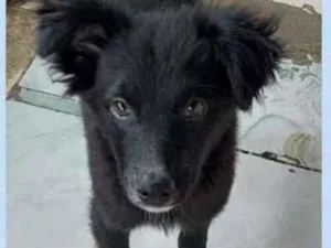 Cachorro raça SRD-ViraLata idade 2 a 6 meses nome DUDU