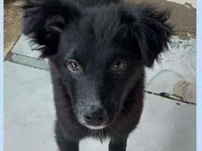 Cachorro raça SRD-ViraLata idade 2 a 6 meses nome DUDU