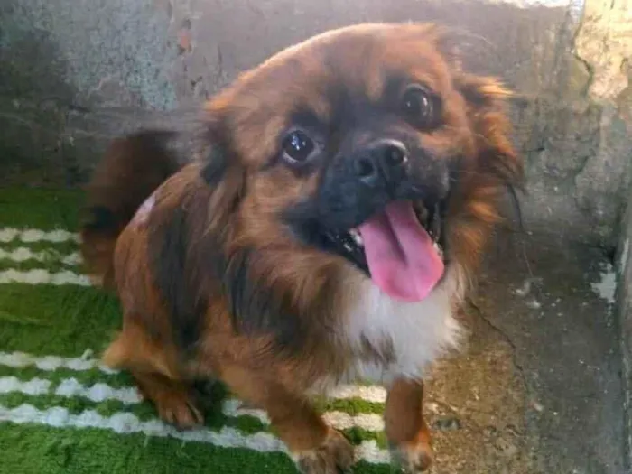 Cachorro raça  idade 3 anos nome Duque 