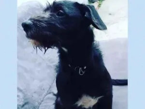 Cachorro raça SRD-ViraLata idade 1 ano nome BISCOITO