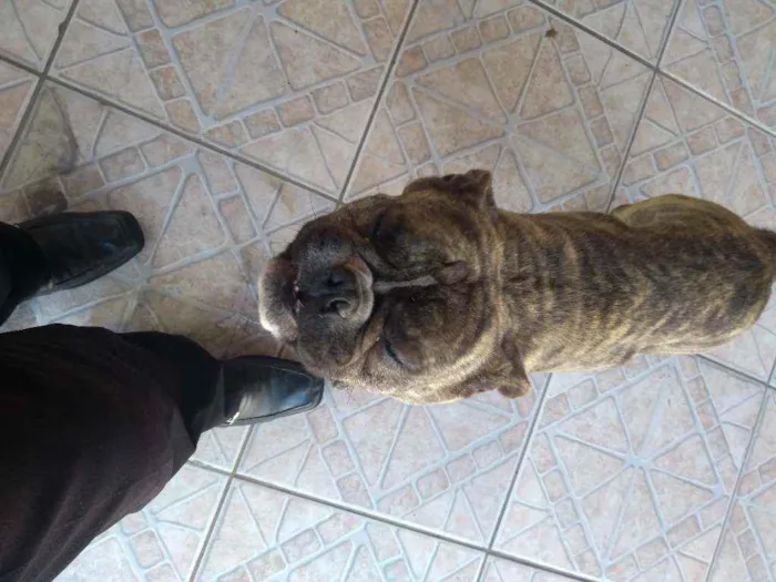 Cachorro ra a Bulldog francês idade 3 anos nome Gaúcho