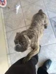 Gaúcho