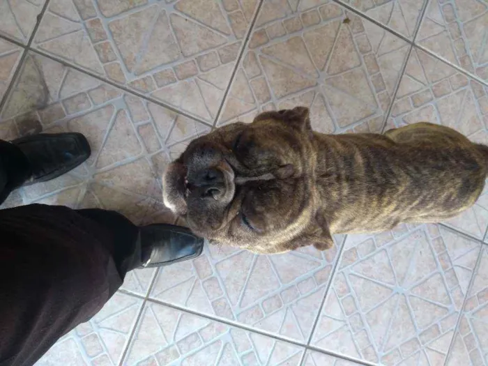 Cachorro ra a Bulldog francês idade 3 anos nome Gaúcho