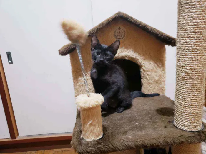 Gato raça Srd idade 2 a 6 meses nome Obama