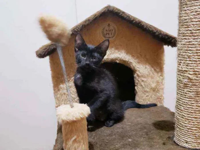 Gato raça Srd idade 2 a 6 meses nome Obama