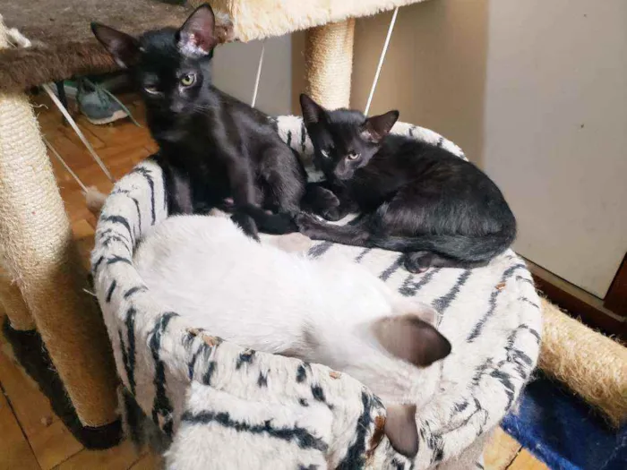 Gato raça Srd idade 2 a 6 meses nome Obama