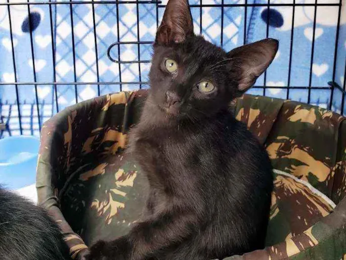 Gato raça Srd idade 2 a 6 meses nome Obama