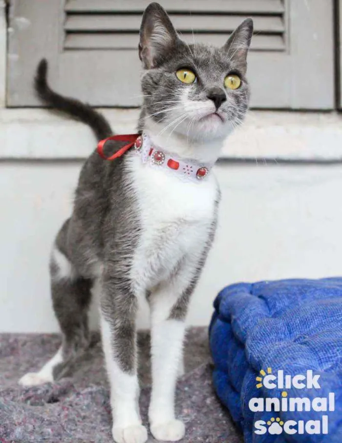 Gato ra a Sdr idade 7 a 11 meses nome Felicia 