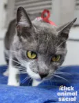 Felicia