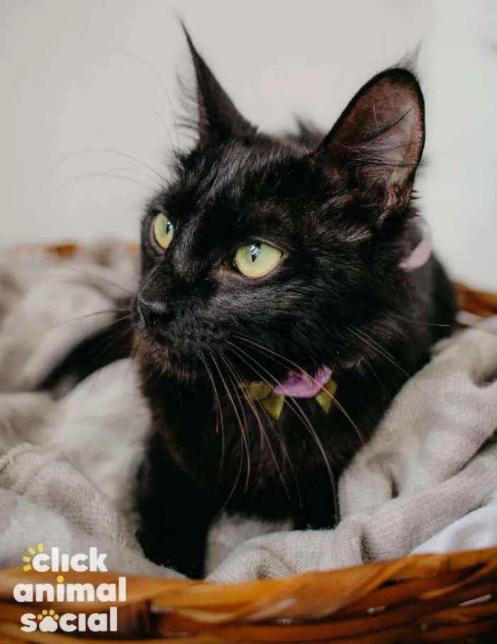 Gato ra a Sdr idade 7 a 11 meses nome Pétala 
