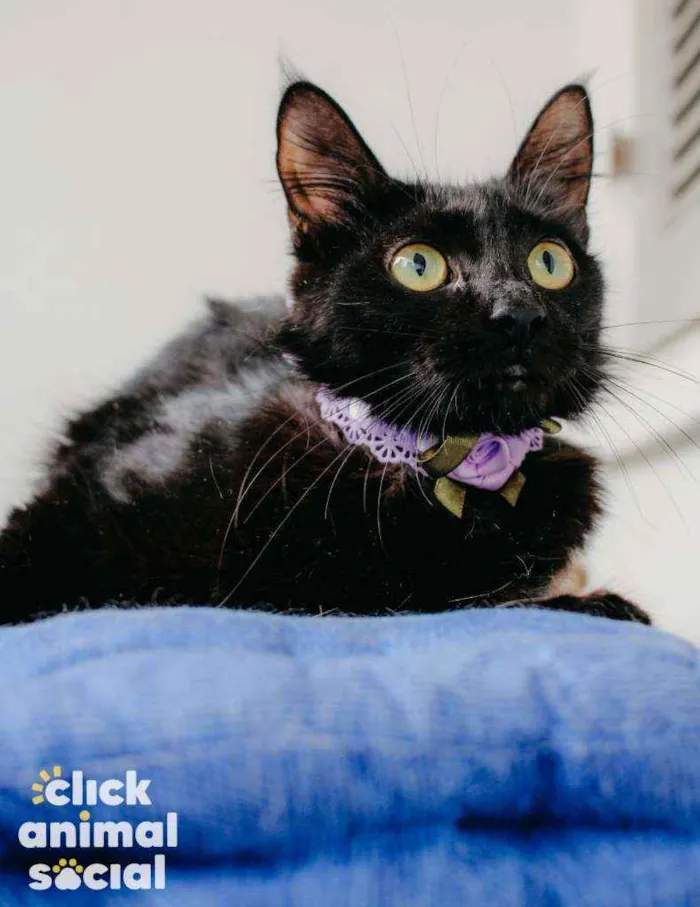 Gato ra a Sdr idade 7 a 11 meses nome Pétala 