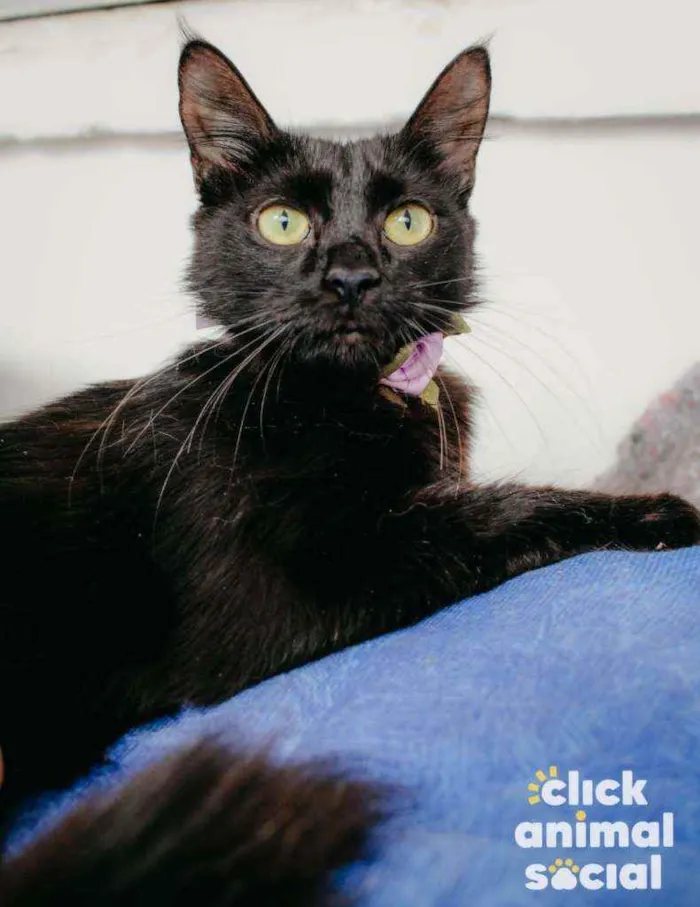 Gato ra a Sdr idade 7 a 11 meses nome Pétala 