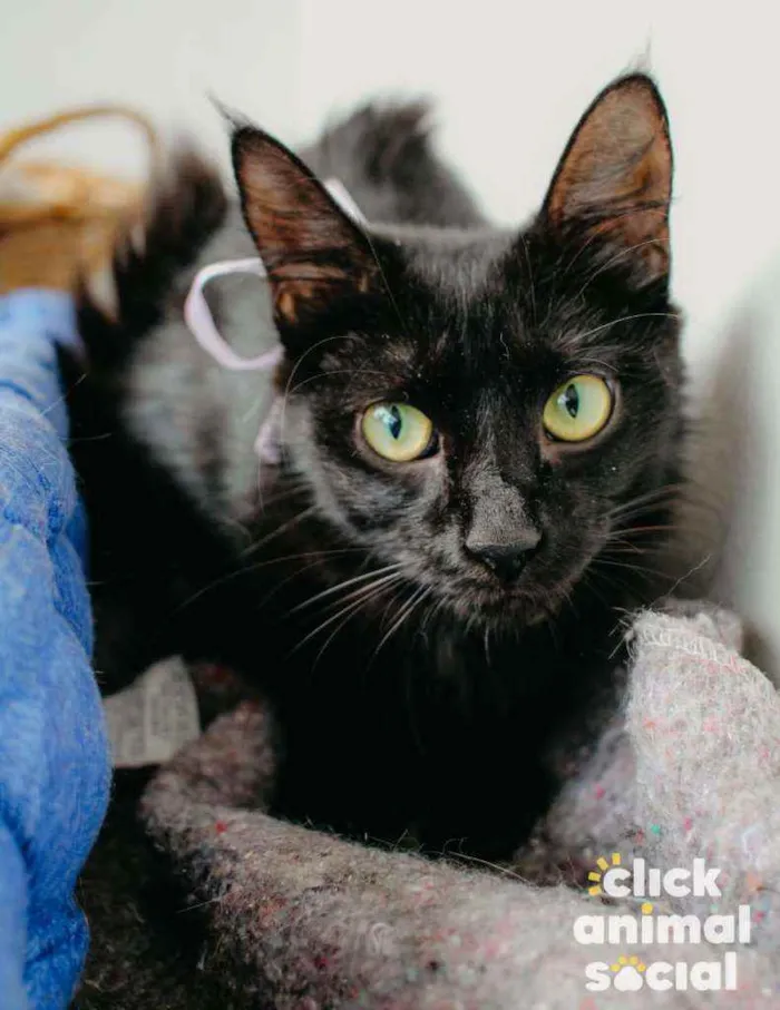 Gato ra a Sdr idade 7 a 11 meses nome Pétala 