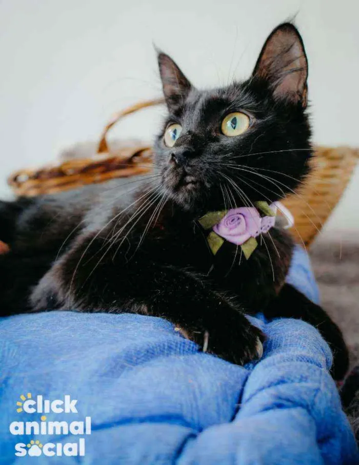 Gato ra a Sdr idade 7 a 11 meses nome Pétala 