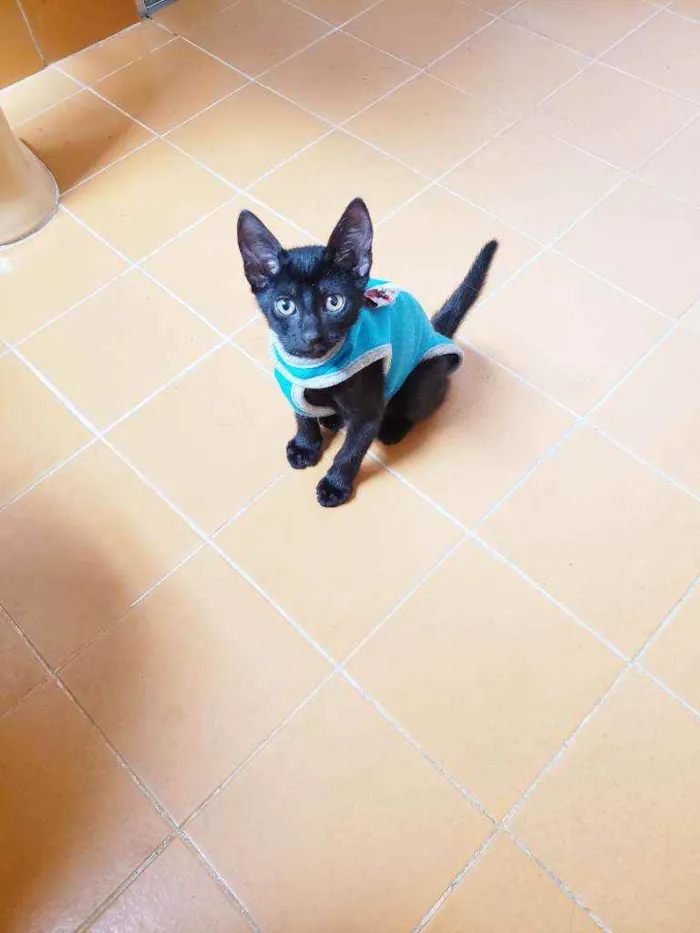 Gato raça Srd idade 2 a 6 meses nome Olívia